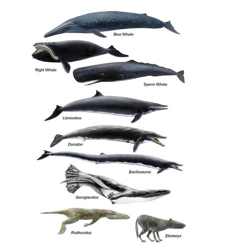 Cetacean evolution